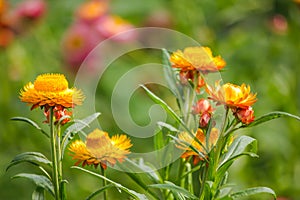 Helichrysum bracteatum is a flower that can last for a long time.