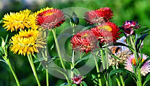 Helichrysum bracteatum flowers