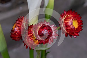 Helichrysum bracteatum-Fresh cut flowers