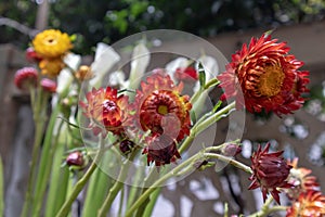 Helichrysum bracteatum-Fresh cut flowers