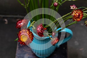 Helichrysum bracteatum-Fresh cut flowers