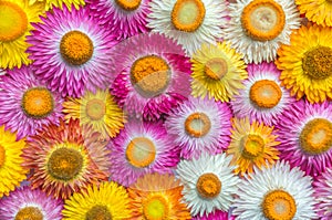 Helichrysum bracteatum Straw flower