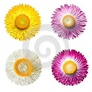 Helichrysum bracteatum Straw flower isolated white background