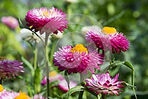 Helichrysum bracteatum, Xerochrysum bracteatum, golden everlasting, strawflower in bloom