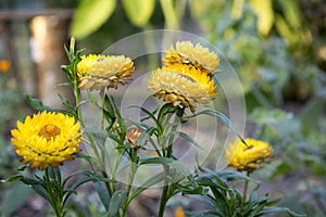 Helichrysum bracteatum, Xerochrysum bracteatum, golden everlasting, strawflower in bloom