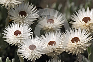 Helichrysum flowers