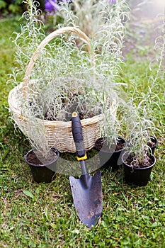 Helichrysum flowers in bascket at garden for planting. Bright plant for herbal medicine. silver herb