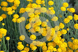 Helichrysum flowers and bee on green nature blurred background. Yellow flowers for herbal medicine. Medicinal herb