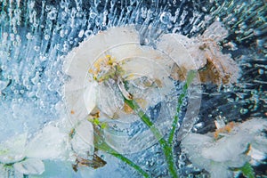 Helichrysum flowers chained in ice by severe frost.