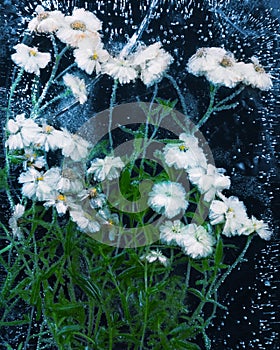 Helichrysum flowers chained in ice by severe frost.