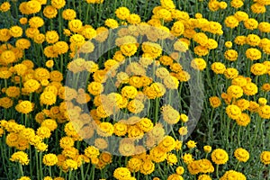 Helichrysum flowers on green nature background. Yellow flowers for herbal pharmacy. Medicinal herb