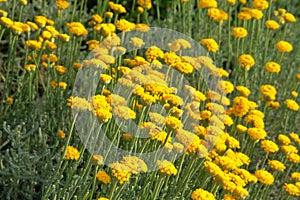 Fiori sul natura verde sfocato. chiaro fiori prato. medicinale erba 