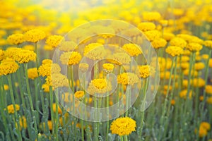 Helichrysum flowers on green nature blurred background. Many yellow flowers for herbalism cultivation in garden