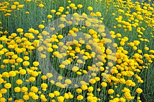 Helichrysum flowers on green nature blurred background in sunny day. Bright yellow flowers for herbal medicine. Medicinal herb