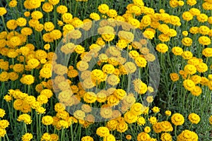 Helichrysum flowers on green nature blurred background in sunny day. Yellow flowers for herbal medicine. Medicinal herb