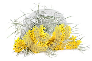 Yellow helichrysum flowers photo