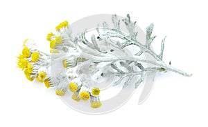 Helichrysum isolated on white