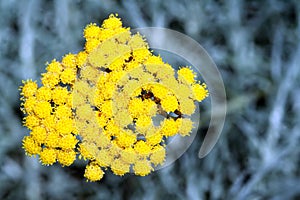 Helichrysum Italicum photo