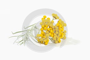 Helichrysum italicum plant with flower in bloom isolated