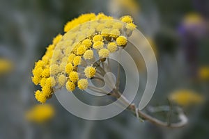 Helichrysum plant photo