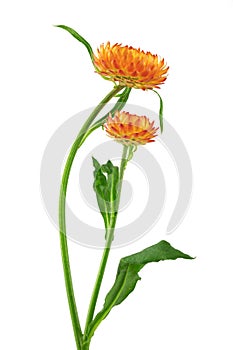 helichrysum - sand immortelle, decorative dried flower for decoration and decoration of premises, isolated