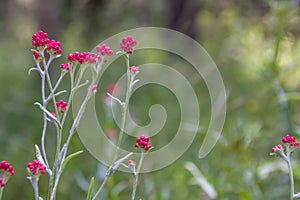 Helichrysum sanguineum - aka Red Everlasting flowers, Red cud-weed