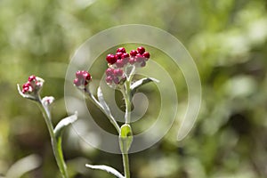 Helichrysum sanguineum - aka Red Everlasting flowers, Red cud-weed, blooms at late spring in Israel