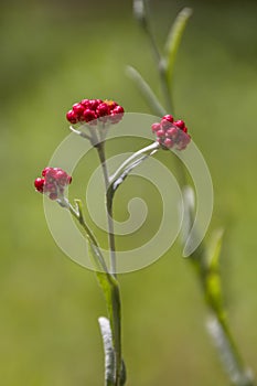 Helichrysum sanguineum - aka Red Everlasting flowers, Red cud-weed, blooms at late spring in Israel