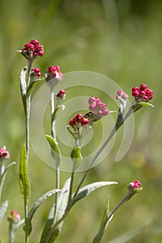 Helichrysum sanguineum - aka Red Everlasting flowers, Red cud-weed, blooms at late spring in Israel