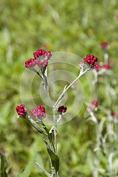 Helichrysum sanguineum - aka Red Everlasting flowers, Red cud-weed, blooms at late spring in Israel