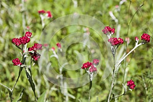 Helichrysum sanguineum - aka Red Everlasting flowers, Red cud-weed, blooms at late spring in Israel