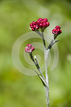 Helichrysum sanguineum - aka Red Everlasting flowers, Red cud-weed, blooms at late spring in Israel