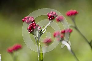 Helichrysum sanguineum - aka Red Everlasting flowers, Red cud-weed, blooms at late spring in Israel