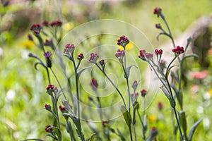 Helichrysum sanguineum - aka Red Everlasting flowers, Red cud-weed, blooms at late spring in Israel