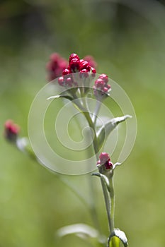 Helichrysum sanguineum - aka Red Everlasting flowers, Red cud-weed, blooms at late spring in Israel