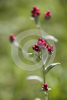 Helichrysum sanguineum - aka Red Everlasting flowers, Red cud-weed, blooms at late spring in Israel