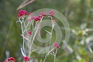 Helichrysum sanguineum - aka Red Everlasting flowers, Red cud-weed, blooms at late spring in Israel