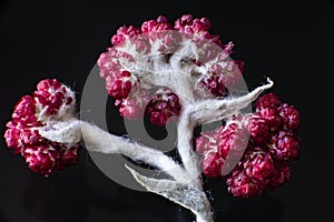 Helichrysum Sanguineum - aka Red Everlasting flowers, Red Cud Weed, blooms in late spring in the Mediterranean region