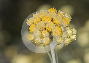 Helichrysum stoechas Common shrubby everlasting flower of god shrub plant with yellow flower corsages with waxy-looking calyx on