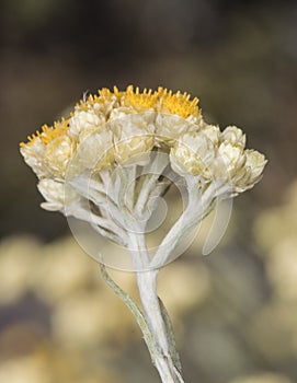 Helichrysum stoechas Common shrubby everlasting flower of god shrub plant with yellow flower corsages with waxy-looking calyx on