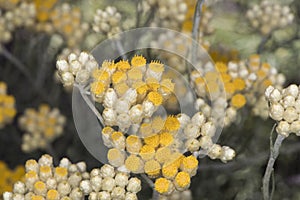 Helichrysum stoechas Common shrubby everlasting flower of god shrub plant with yellow flower corsages with waxy-looking calyx on