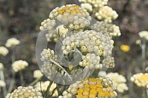 Helichrysum stoechas Common shrubby everlasting flower of god shrub plant with yellow flower corsages with waxy-looking calyx on