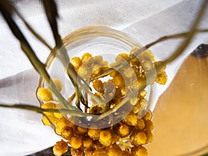 Helichrysum stoechas or Curry Plant infusion. Strawflower tea