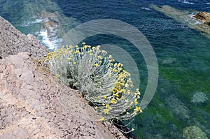 Helichrysum stoechas grows on a cliff by the sea