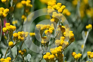 Helichrysum stoechas, known as Mediterranean strawflower, curry plant, or eternal flower