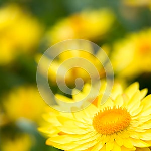 Helichrysum 'Sunshine' flowers