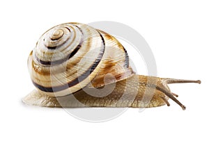 Helicid Snail