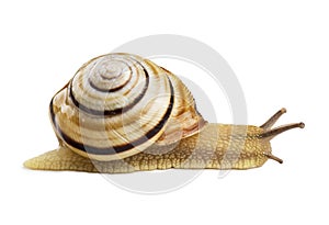 Helicid Snail