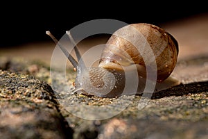 Helicinan Snail