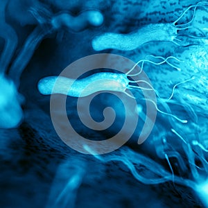 The helicobacter - close up